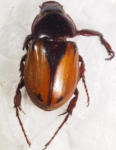Réf. 287 928 : Aspidolea bleuzeni